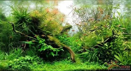 不種草的魚缸造景好嗎：簡(jiǎn)約風(fēng)格的魚缸造景，簡(jiǎn)單易行 魚缸百科 第2張