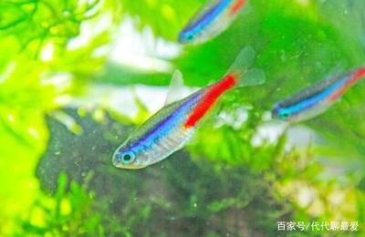 暴曬的水能馬上放魚(yú)缸：暴曬后的水可以直接倒入魚(yú)缸嗎？ 魚(yú)缸百科 第1張