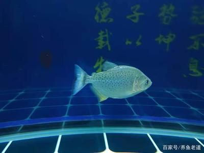 彩蝶底濾缸漏飼料魚會死嗎：如果彩蝶底濾缸出現(xiàn)漏水，飼料魚會因此而死亡 彩鰈魚缸（彩蝶魚缸）