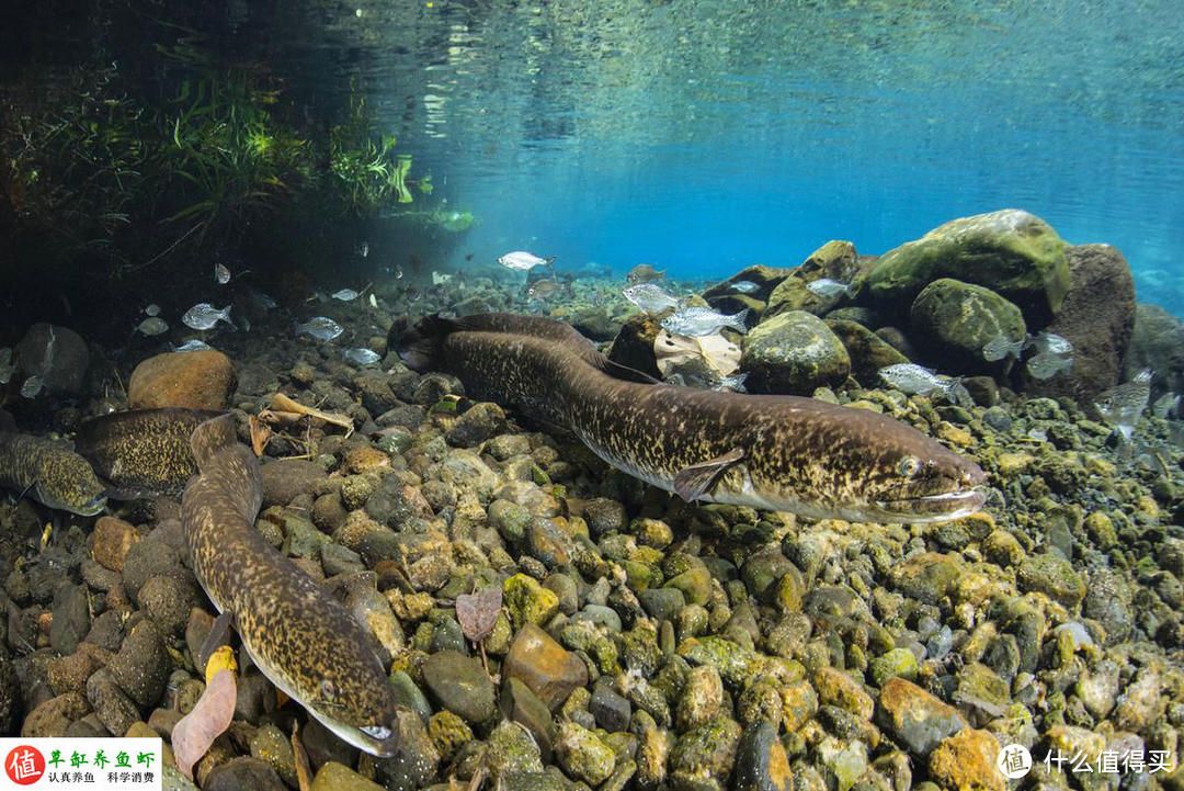 大魚缸怎么搬運：大型魚缸搬運注意事項