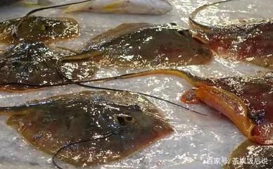 魟魚在水面上游什么意思啊視頻下載：魟魚在水面上游什么意思