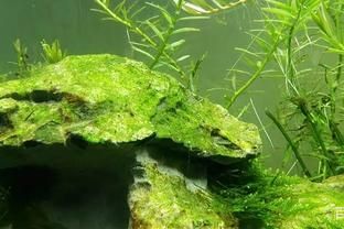 除魚缸青苔的魚：如何處理魚缸中的青苔 魚缸百科 第2張