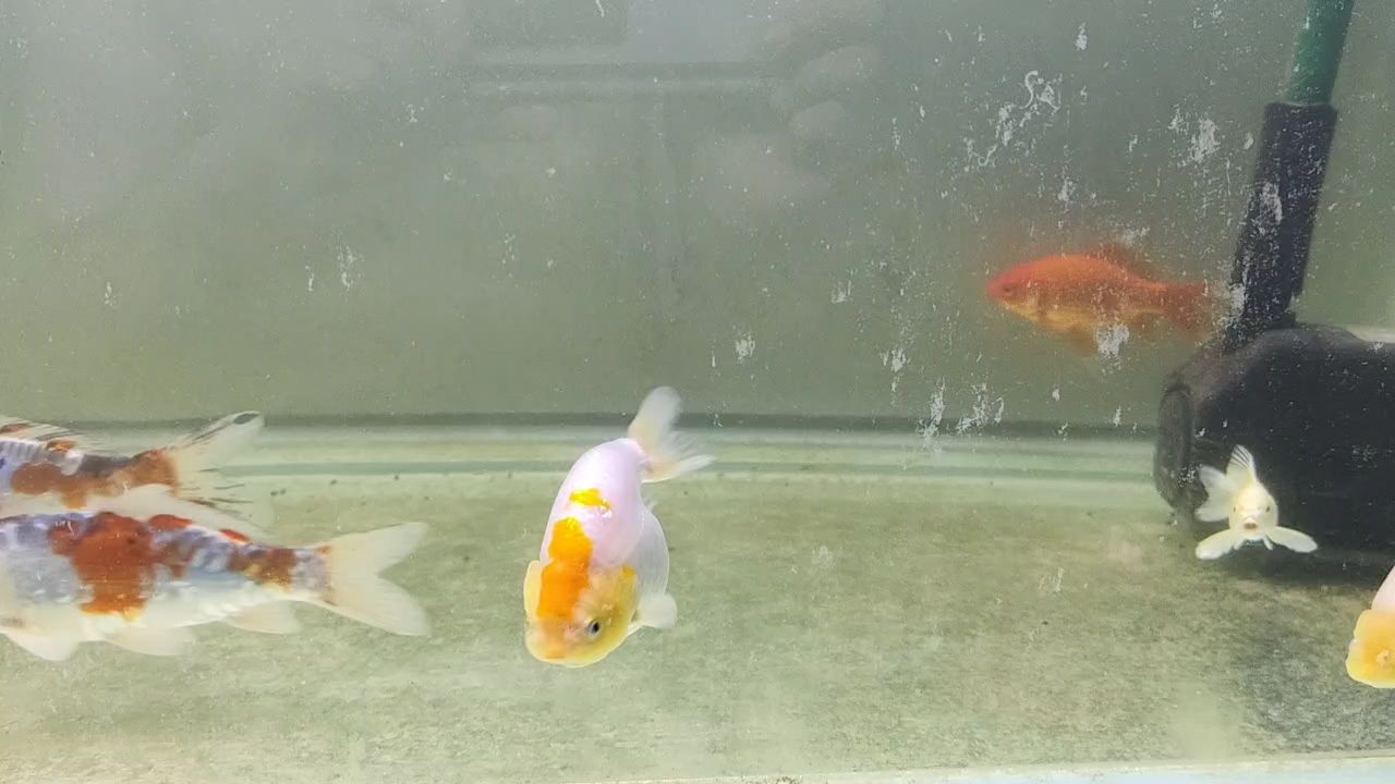 快看！有條鬼子魚：丑萌丑萌的蘭壽,小魚缸養(yǎng)大龍魚 觀賞魚論壇