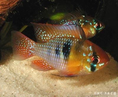 龍魚(yú)魟魚(yú)七彩混養(yǎng)視頻：龍魚(yú)魟魚(yú)七彩混養(yǎng)視頻龍魚(yú)魟魚(yú)七彩混養(yǎng)視頻