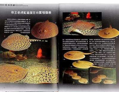 魟魚可以繁殖嗎有毒嗎能吃嗎：魟魚可以繁殖嗎 魟魚百科 第3張