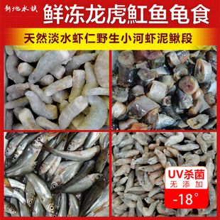 虎魚一次喂多少龜糧：虎魚一次應(yīng)該喂多少龜糧