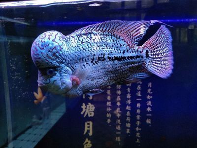 虎魚擦缸怎么辦：虎魚擦缸怎么辦，虎魚擦缸可以從以下幾個方面考慮 虎魚百科 第2張