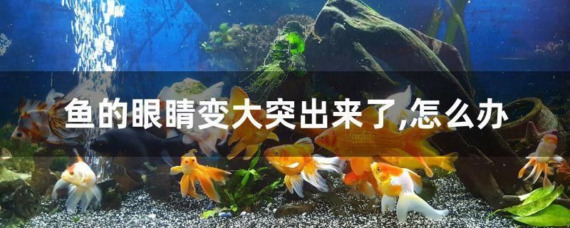 虎魚眼睛腫大怎么回事：虎魚眼睛腫大可能是由于多種原因引起的 虎魚百科 第3張