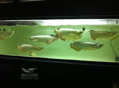 金龍魚一缸可以養(yǎng)幾條：金龍魚一缸可以養(yǎng)幾條金龍魚一缸可以養(yǎng)幾條