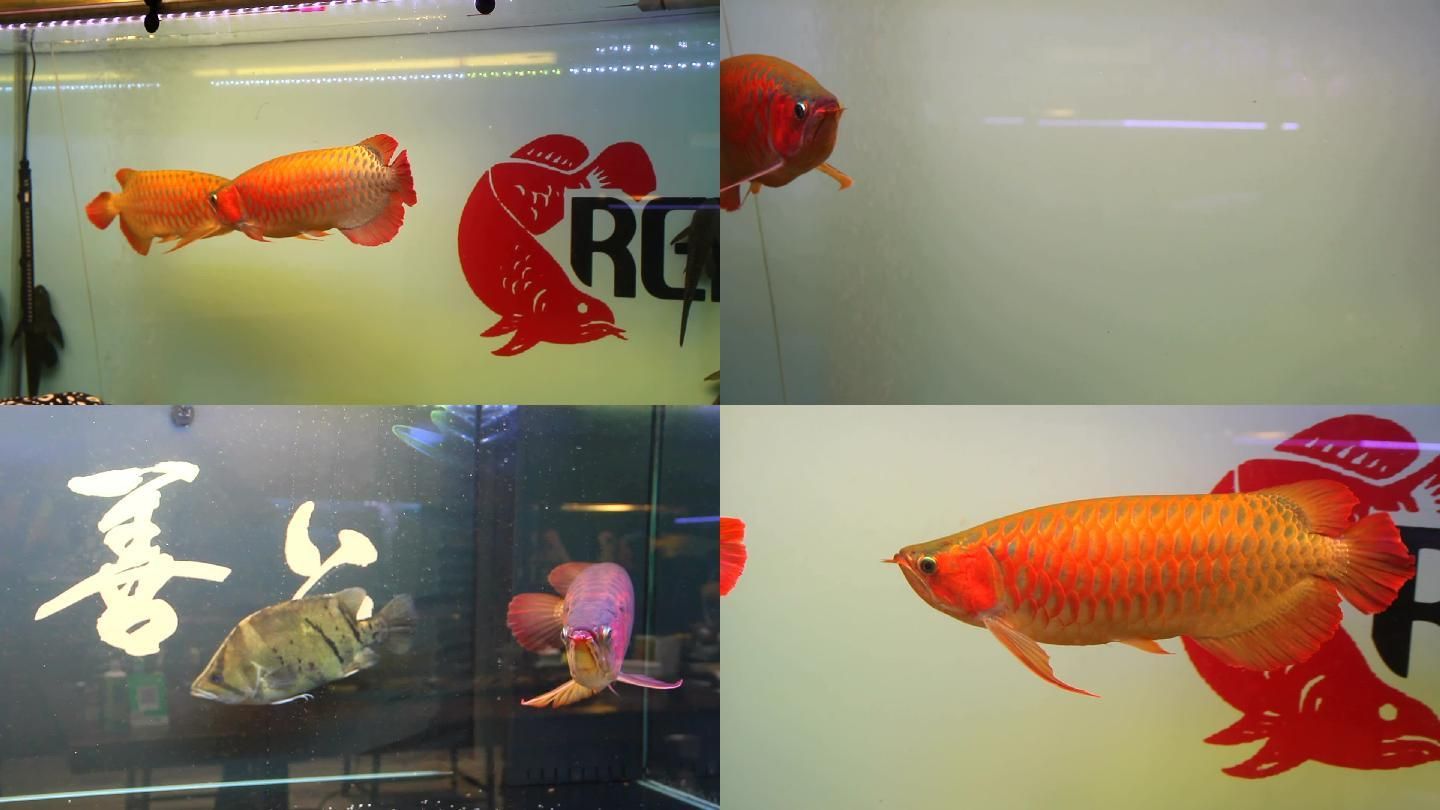 紅色金龍魚(yú)的寓意和象征是什么意思：紅色金龍魚(yú)在風(fēng)水文化和傳統(tǒng)觀念中有著深厚的寓意和象征意義 龍魚(yú)百科 第1張