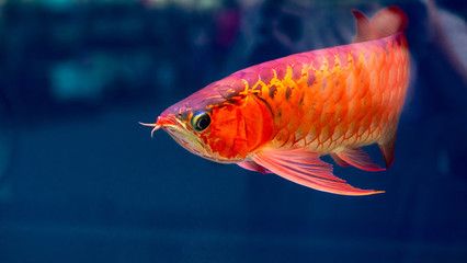 紅色金龍魚(yú)的寓意和象征是什么意思：紅色金龍魚(yú)在風(fēng)水文化和傳統(tǒng)觀念中有著深厚的寓意和象征意義 龍魚(yú)百科 第3張