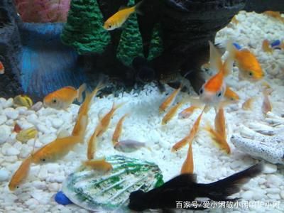 大魚缸金魚養(yǎng)幾條比較吉利：風(fēng)水學(xué)中的養(yǎng)金魚學(xué)問 魚缸百科 第4張