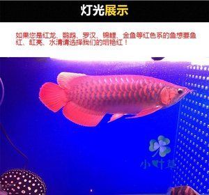 紅龍魚魚缸燈怎么安裝：紅龍魚魚缸燈怎么安裝紅龍魚缸燈需要考慮以下幾個(gè)因素