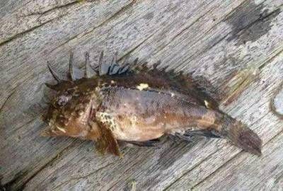 魟魚怕癢嗎？：[需手動(dòng)填充]魚真的怕癢嗎？ 魟魚百科 第2張