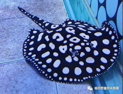 魟魚吃什么餌料：魟魚的餌料選擇和喂養(yǎng)方法 魟魚百科 第3張