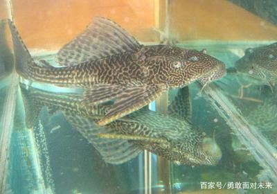 白條魚在魚缸怎么養(yǎng)活：如何在魚缸中養(yǎng)活白條魚