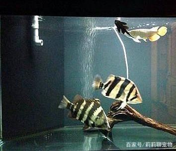 虎魚變色原理圖：關于虎魚變色原理圖