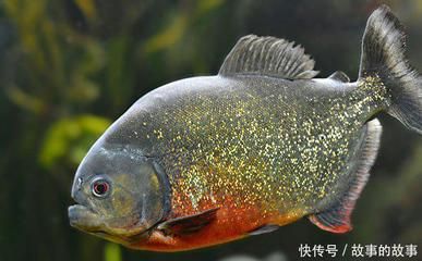 虎魚50厘米：虎魚的尺寸可以從幾厘米到幾十厘米到幾十厘米不等 虎魚百科 第3張