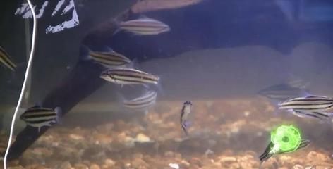 魟魚多少時間會生小魚：母魟魚一年可以繁殖2-3次，一年可以繁殖2次 魟魚百科 第2張