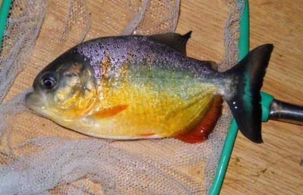 泰國虎魚捕食圖片欣賞視頻：關(guān)于泰國虎魚捕食圖片欣賞視頻 泰國虎魚 第1張