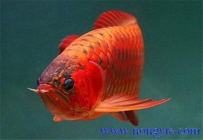 如何飼養(yǎng)紅龍魚：在紅龍魚飼養(yǎng)過程中切記水溫和,如何飼養(yǎng)紅龍魚 龍魚百科 第2張