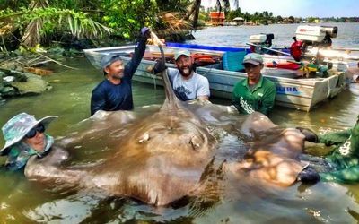 魟魚過水突然死亡：魟魚過水突然死亡可能是氨中毒引起的，可能是氨中毒引起的 魟魚百科 第3張