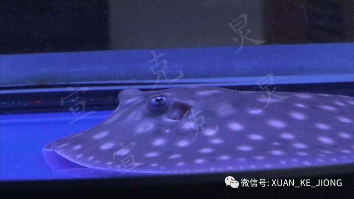 被魟魚刺到怎么消腫：被魟魚刺到后怎么消腫 魟魚百科 第2張