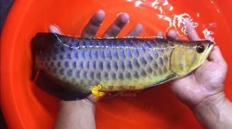 印尼虎魚沉頭：印尼虎魚為什么會沉頭？ 虎魚百科 第2張