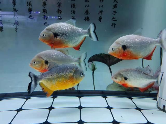 虎魚能和金魚一起養(yǎng)嗎：虎魚和金魚能否一起養(yǎng)取決于具體的虎魚和金魚的大小 泰國虎魚 第3張