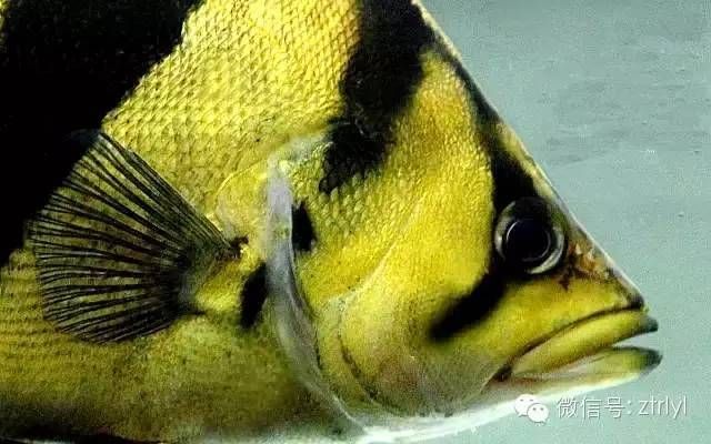 虎魚(yú)身體發(fā)黑是什么病癥：虎魚(yú)身體發(fā)黑是什么病癥虎魚(yú)身體發(fā)黑是什么病癥