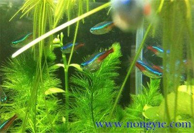 彩蝶的魚(yú)缸怎么樣養(yǎng)活：彩蝶魚(yú)缸的壽命一般在10年左右但具體使用壽命取決于實(shí)際使用情況