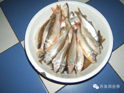 魟魚換水喂食：換水喂食指南 魟魚百科 第2張