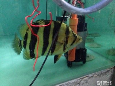 虎魚長多大：虎魚的生長大小與其品種、飼養(yǎng)條件等因素有關(guān) 泰國虎魚 第3張