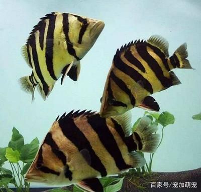 虎魚黑色好還是黃色好：虎魚黃色好還是黃色好 泰國虎魚 第3張