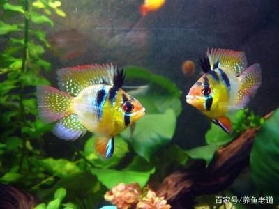 常見熱帶小型觀賞魚有哪些：泰國熱帶小型觀賞魚可以接受飼養(yǎng)熱帶小型觀賞魚的基本知識 魚缸百科 第2張