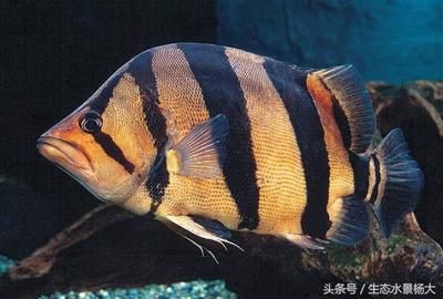 養(yǎng)虎魚的寓意：養(yǎng)虎魚有什么寓意？ 泰國虎魚 第3張