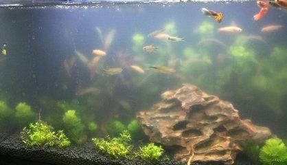 茶水倒入魚缸：倒入魚缸的茶水會對魚的生長和健康產(chǎn)生影響嗎？ 魚缸百科 第1張