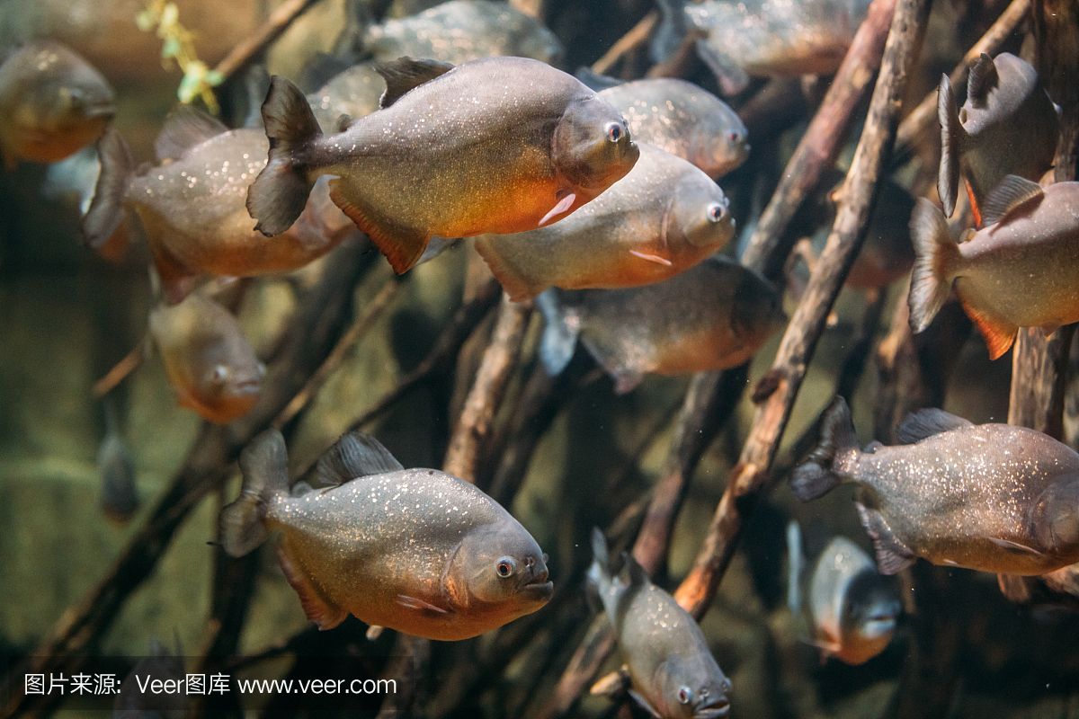 虎魚(yú)野生環(huán)境是什么：虎魚(yú)的野生環(huán)境是什么 泰國(guó)虎魚(yú) 第1張