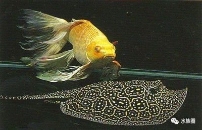 談?wù)勽勽~飼養(yǎng)的一些 經(jīng)驗(yàn)分享：關(guān)于魟魚飼養(yǎng)的一些經(jīng)驗(yàn)分享 魟魚百科 第1張