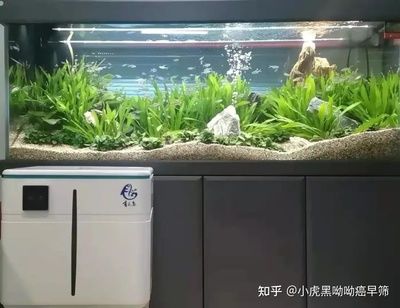 大蘇打魚缸水渾濁變澄清的原因：魚缸水變渾濁的原因及解決方法魚缸水變渾濁的原因及處理方法 魚缸百科 第1張