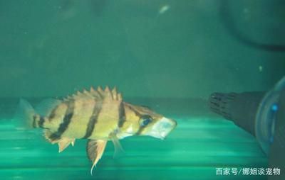 虎魚(yú)是什么魚(yú)：關(guān)于虎魚(yú)的一些詳細(xì)信息 虎魚(yú)百科 第3張