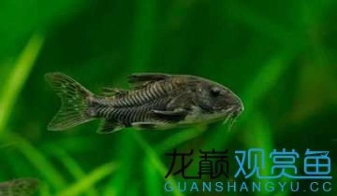 不用加溫的魚缸清潔魚有哪些：清潔魚的優(yōu)點(diǎn)和局限性清潔魚的優(yōu)點(diǎn)和優(yōu)點(diǎn)和優(yōu)點(diǎn) 魚缸百科 第1張