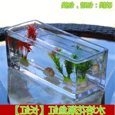 玻璃魚缸養(yǎng)什么植物：如何在玻璃魚缸中養(yǎng)植植物 魚缸百科 第1張