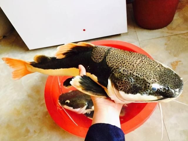 虎魚多久不吃東西會餓死：虎魚可以承受一定的饑餓時間 虎魚百科 第3張