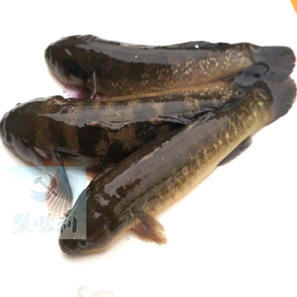 虎魚野生的跟養(yǎng)殖的哪個好：野生虎魚和養(yǎng)殖虎魚各有優(yōu)缺點(diǎn)，