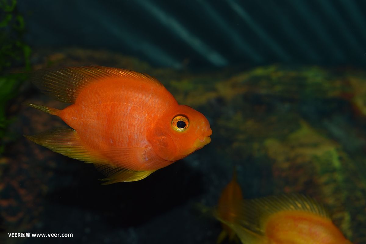 鸚鵡魚和老虎魚能一塊養(yǎng)嗎：鸚鵡魚和老虎魚能一起養(yǎng)嗎