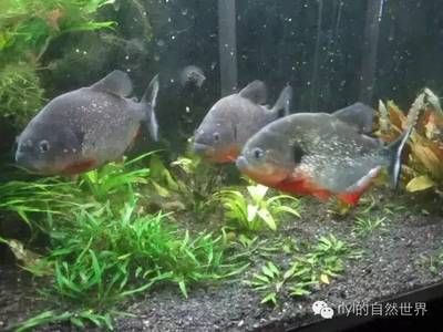 虎魚溫度多少度合適：虎魚溫度多少度合適飼養(yǎng)虎魚需要注意以下幾點(diǎn) 虎魚百科 第3張