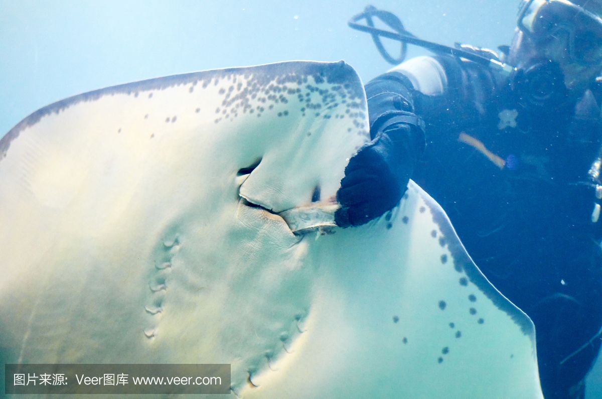 魟魚腹部凹陷：魟魚腹部凹陷的原因 魟魚百科 第3張