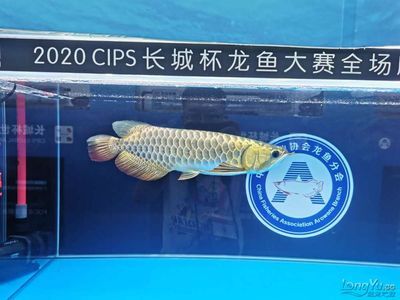 2024年長城杯龍魚大賽冠軍：2024年長城杯龍魚大賽冠軍長城杯龍魚大賽冠軍信息