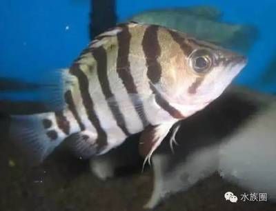 虎魚(yú)吃魚(yú)苗好還是泥鰍好：虎魚(yú)可以吃泥鰍嗎 虎魚(yú)百科 第2張